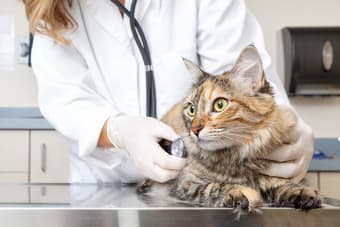 Cat Wellness - How Often to Visit Vet With Cats
