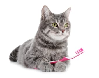 Common Dental Problems in Cats