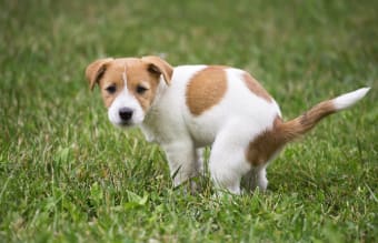 What is the Most Common Cause of Diarrhea in Dogs