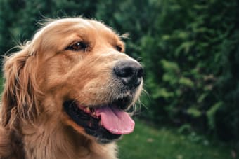 Excessive Panting in Dogs