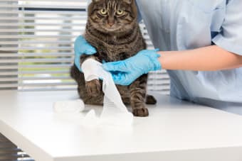 Cat Wound Care
