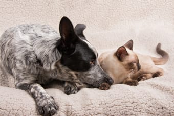 What To Do if Your Dog or Cat has Diarrhea