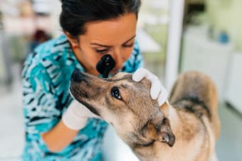 Signs That Your Dog's Eyesight May Be Failing