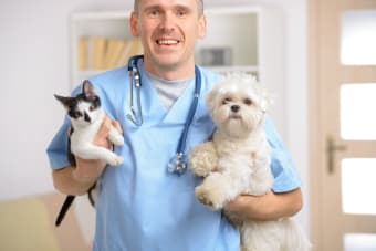 Why are fecal exams important for dogs and cats?