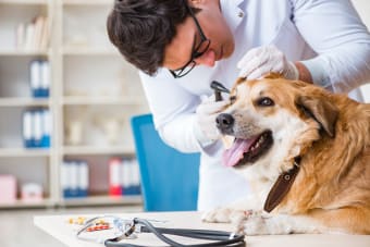 Signs & Symptoms of Lyme Disease in Pets