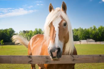 The Most Common Health Problems in Horses