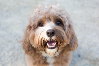 Pet Care While On Vacation - Dog Boarding Tips