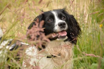 Preventing Heartworm Disease in Pets