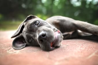 Heatstroke in Dogs: Symptoms & What to Do