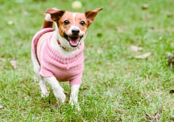6 Easy Things You Can Do To Keep Your Dog Healthy