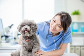 What Does a Vet Do During My Pet's Routine Checkup