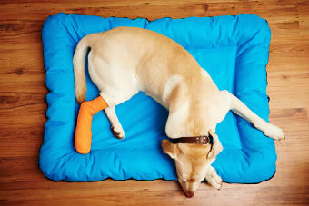 My dog is limping, is it a vet emergency?