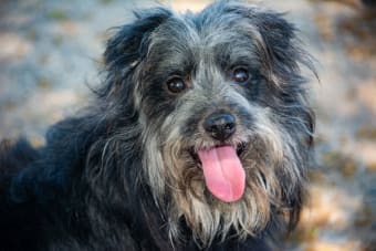 How to Prepare for Boarding Your Dog