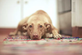 ACL Surgery for Dogs - Treatment for a Torn Cruciate Ligament