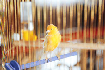 Canary Care 101