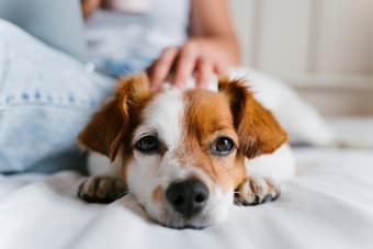 Benefits of Laser Therapy for Dogs