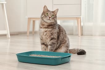 Help! Why is my cat peeing on my bed?