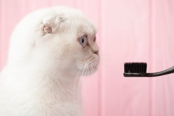 What are Some Common Cat Dental Problems?