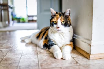 How to Tell a Cat's Age