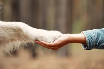 What Should I Do if My Dog Has Cut His Paw Pad?