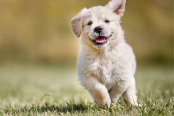 Puppy’s First Vet Visit Checklist