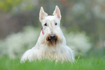 Reverse Sneeze in Dogs - Paroxysmal Respiration