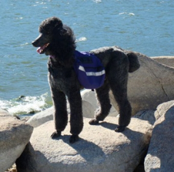 Hiking the Trails safely with your dog (and Response5)