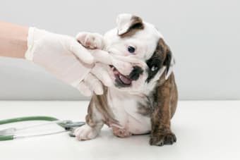 Puppy’s First Vet Visit: What to Expect