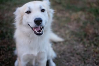 What Dental Problems Are Common in Dogs?
