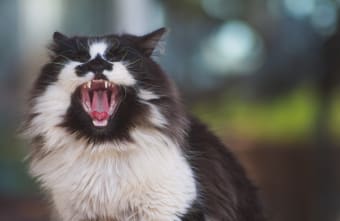 Gingivitis in Cats - Symptoms, Causes & Treatments