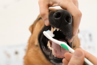 How to Stop and Prevent Periodontal Disease in Dogs