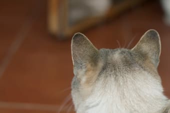 Aural Hematoma in Cat: When is Surgery Needed