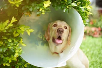 Guide To Getting Your Dog Fixed