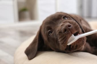 Signs That Your Dog Needs Their Teeth Cleaned