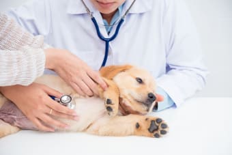 What is an AAHA Accredited Animal Hospital?