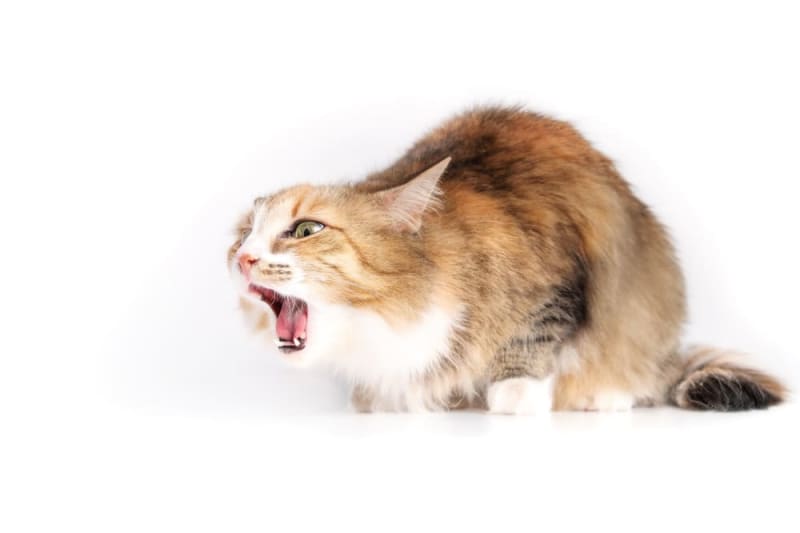 Why won't my cat stop coughing? Seattle Vets