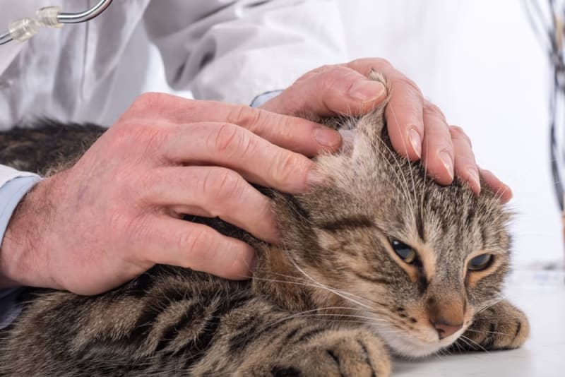 Why Are My Cat's Ears Warm? Tucson Vet