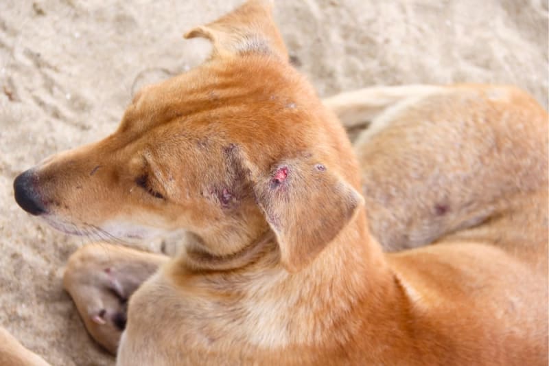 Why is my dog's ear bleeding? Fort Worth Vets