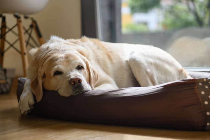 Picture of Joint Pain in Dogs: Signs, Causes & Treatment | Astoria Vets