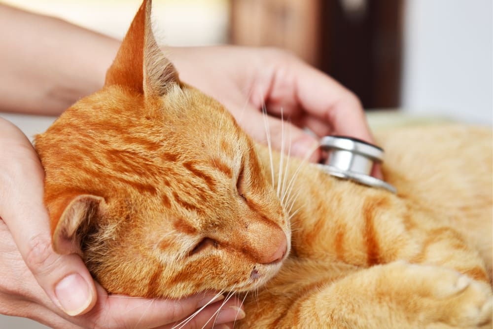 Why is my Cat Breathing Heavy & What Can I Do