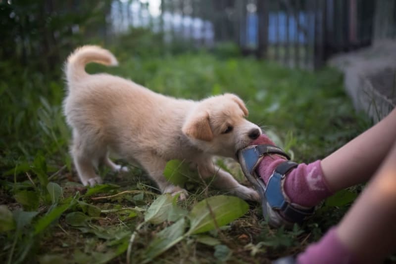 How to Stop Puppy Biting Seattle Vets