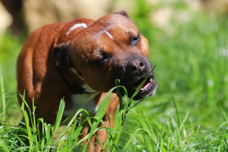 Image showcasing Dogs Eating Grass: Why Do They Do It and Is It Safe? | Los Angeles Vets