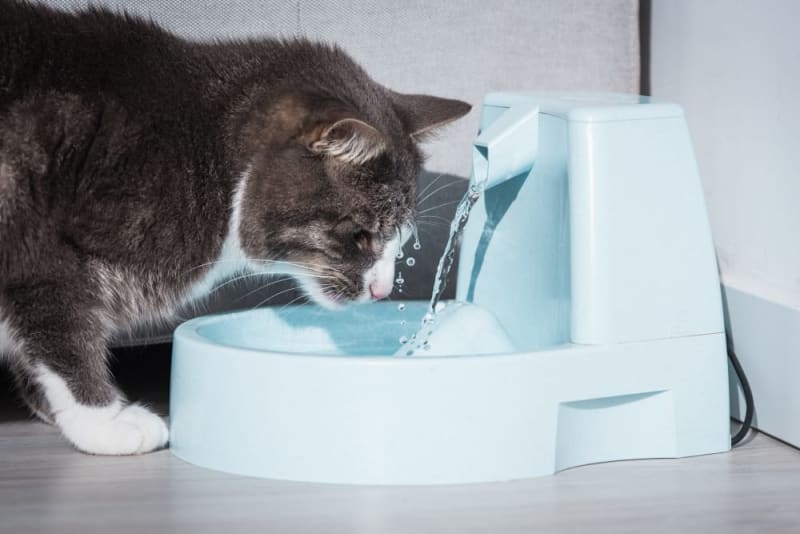 My Cat Won't Drink Water What should I do? Sacramento Vets