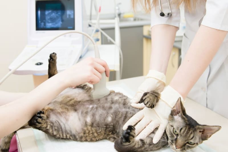 Image showcasing How to tell if my cat is pregnant? | Springfield Vets