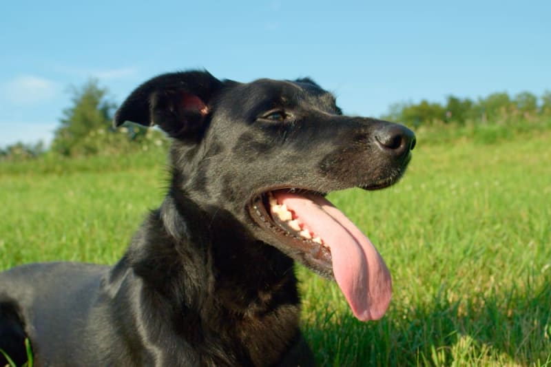 Why does my dog's breath smell so bad? Statesboro Vets