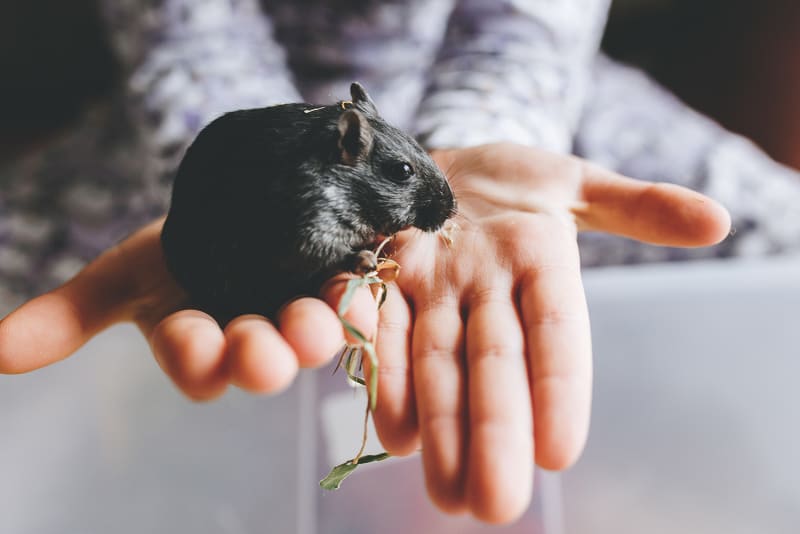 Keeping Gerbils as Pets 101 | Waxhaw Vet | Gerbil Care