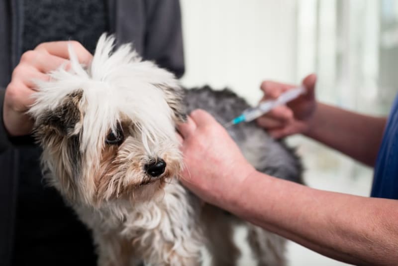 Your Guide to Dog Behavior Changes After Vaccinations Crossroads