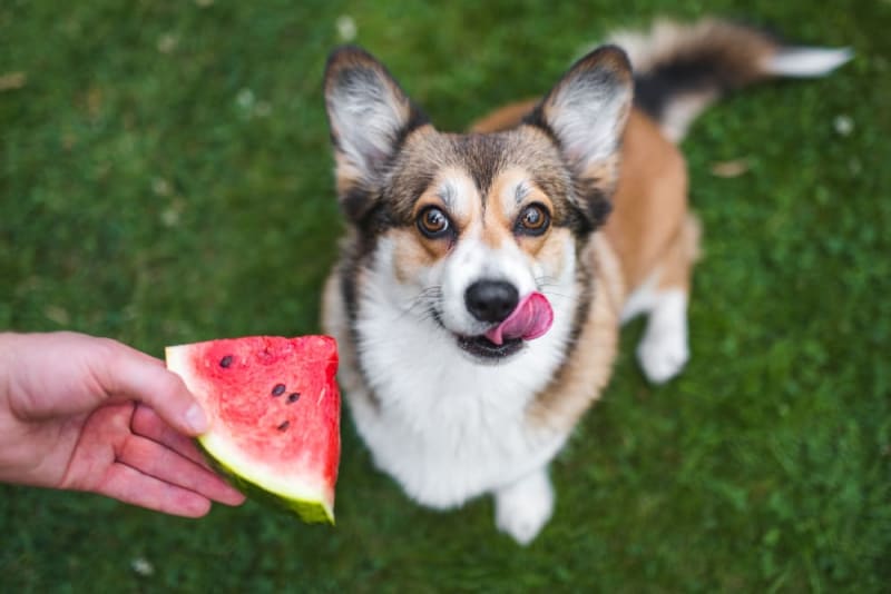 Natural Epulis Cure For Dogs Vet Approved Alternatives - 7cv2yuw