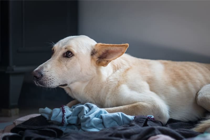 Anxiety & Depression in Dogs: Causes, Symptoms & How to Help | Santa ...