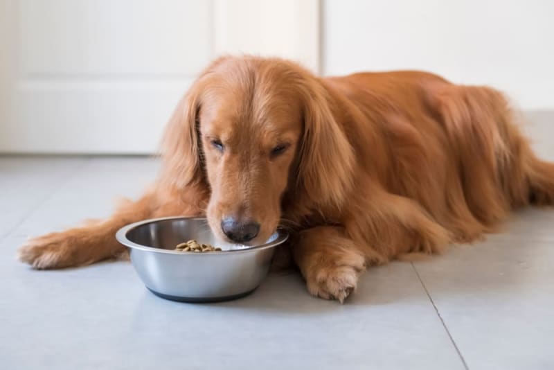 Diet for Dogs With Kidney Failure Danbury Vet